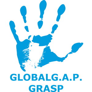 grasp sertifikat